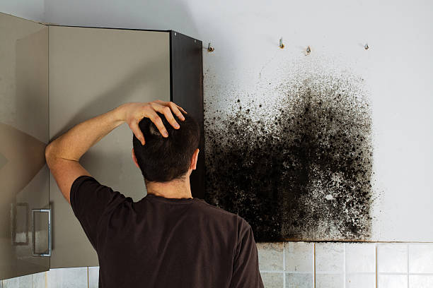 Best Mold Removal for HVAC Installations  in Cadillac, MI